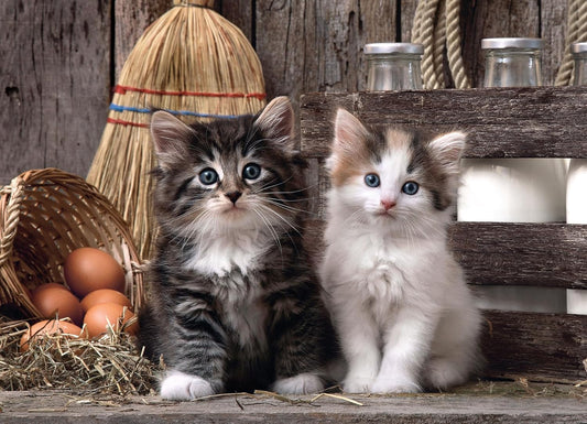 Clementoni Lovely Kittens | 1000pcs Puzzle | Cute Animal Jigsaw